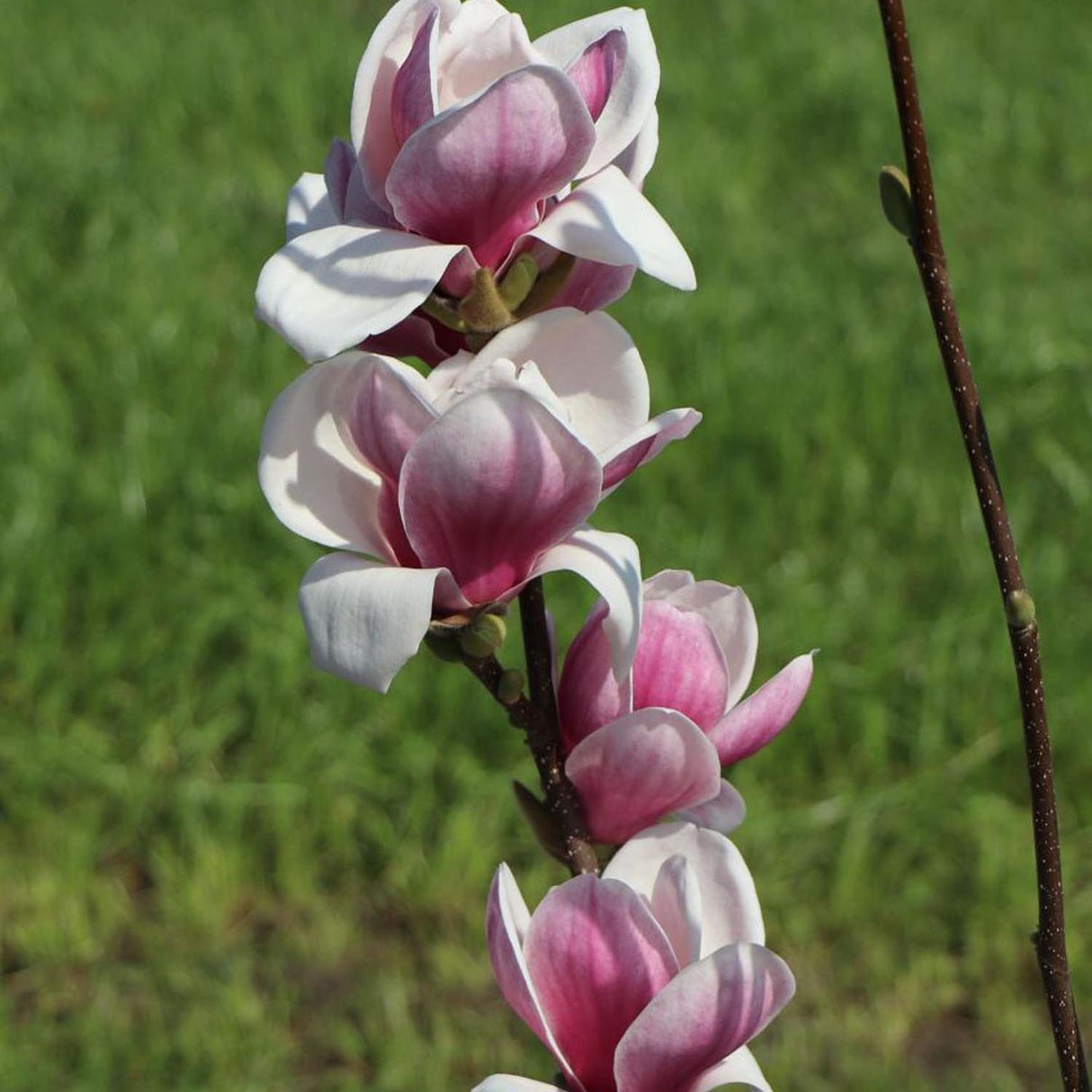 Magnolia Satisfaction, 50-  60 inaltime, in ghiveci de 6L