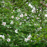 Magnolia Sieboldii cu Flori Albe - VERDENA-60-80 cm inaltime, livrat in ghiveci de 8 l