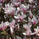 Magnolia soulangeana - VERDENA-120-140 cm inaltime livrat in ghiveci de 10 L