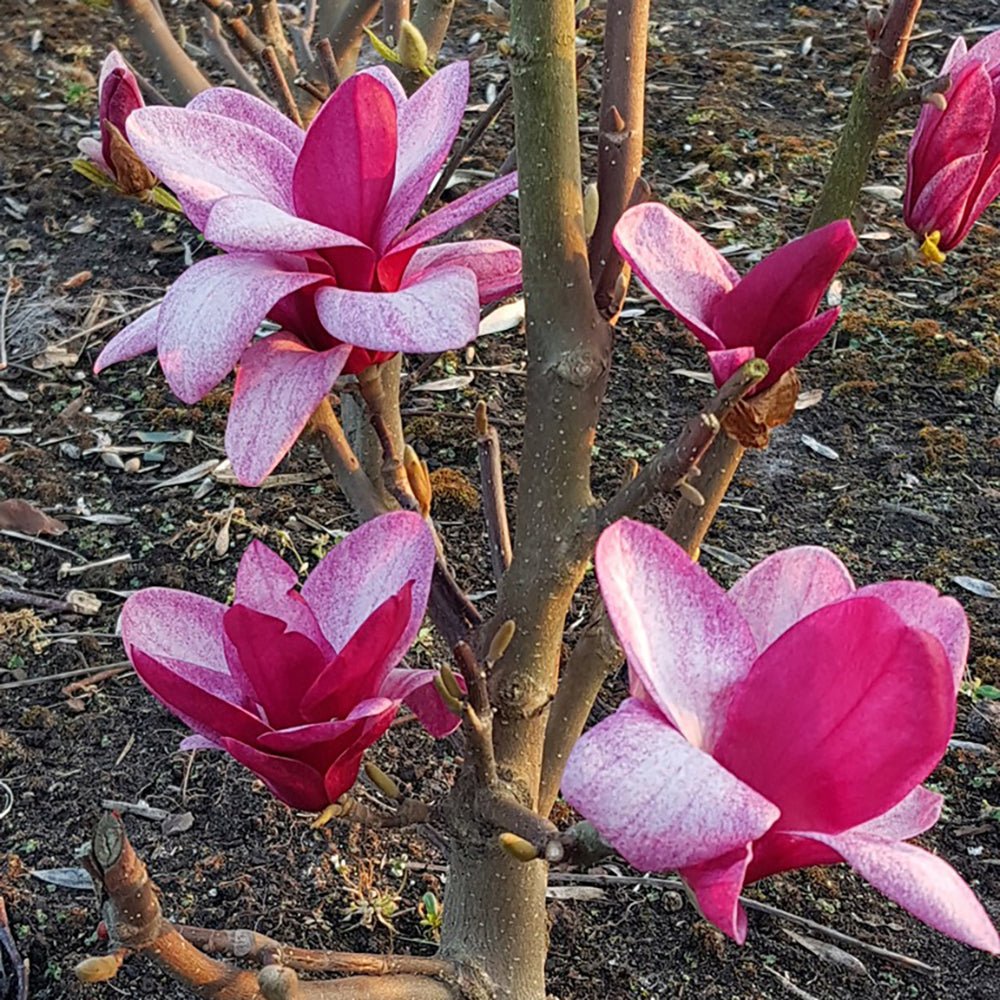 Magnolia Starburst - VERDENA-110 cm inaltime livrat in ghiveci de 7.5 L