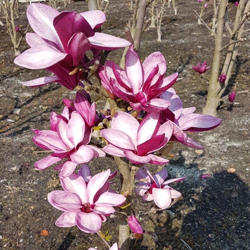 Magnolia Starburst - VERDENA-110 cm inaltime livrat in ghiveci de 7.5 L