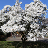 Magnolia Stellata, 60-80 cm inaltime, in ghiveci de 7.5L