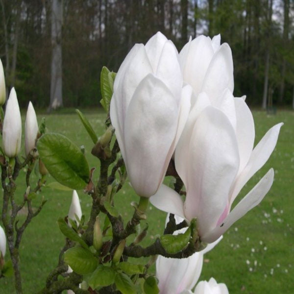Magnolia Superba - VERDENA-60 cm inaltime livrat in ghiveci de 3 L