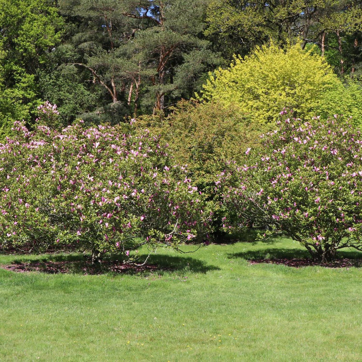 Magnolia Susan, 100 cm inaltime, in ghiveci de 16L