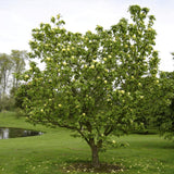Magnolia Yellow Bird, 60-  80 inaltime, in ghiveci de 6L