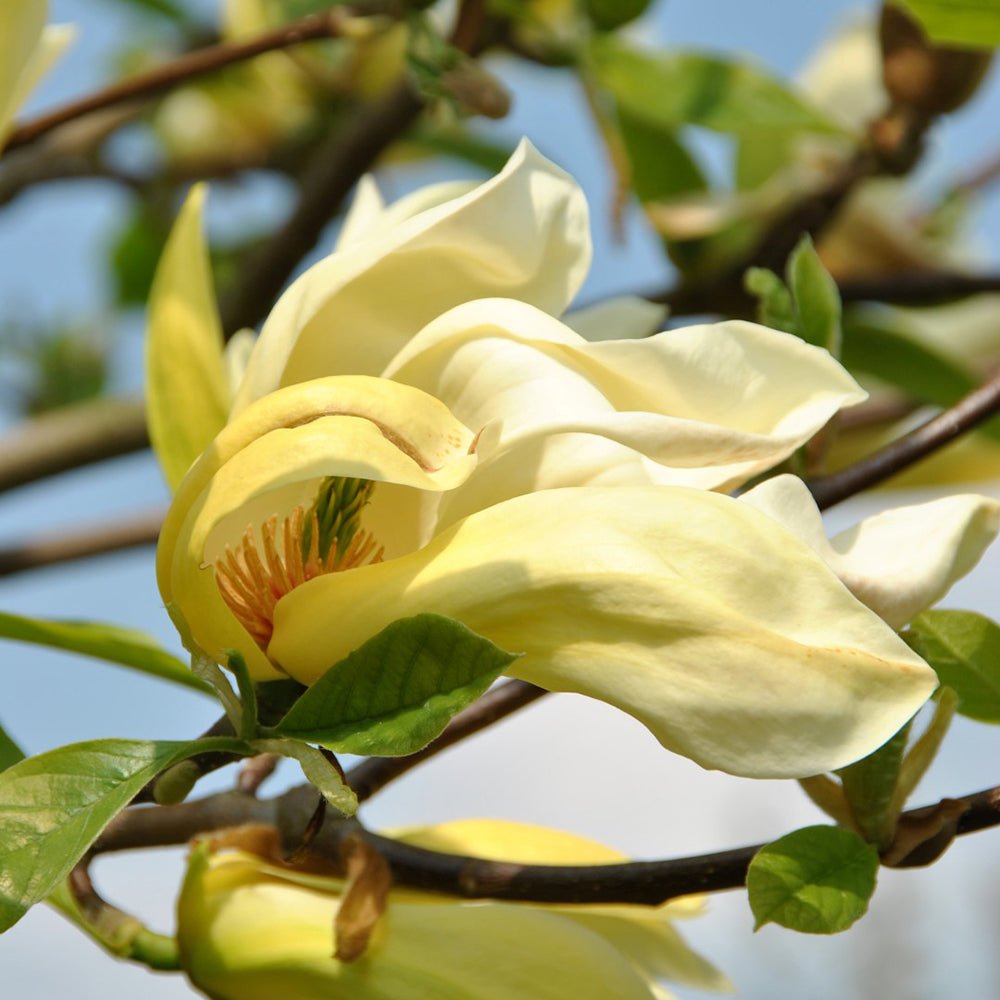 Magnolia Yellow Lantern - VERDENA-100+ cm inaltime livrat in ghiveci de 10 L