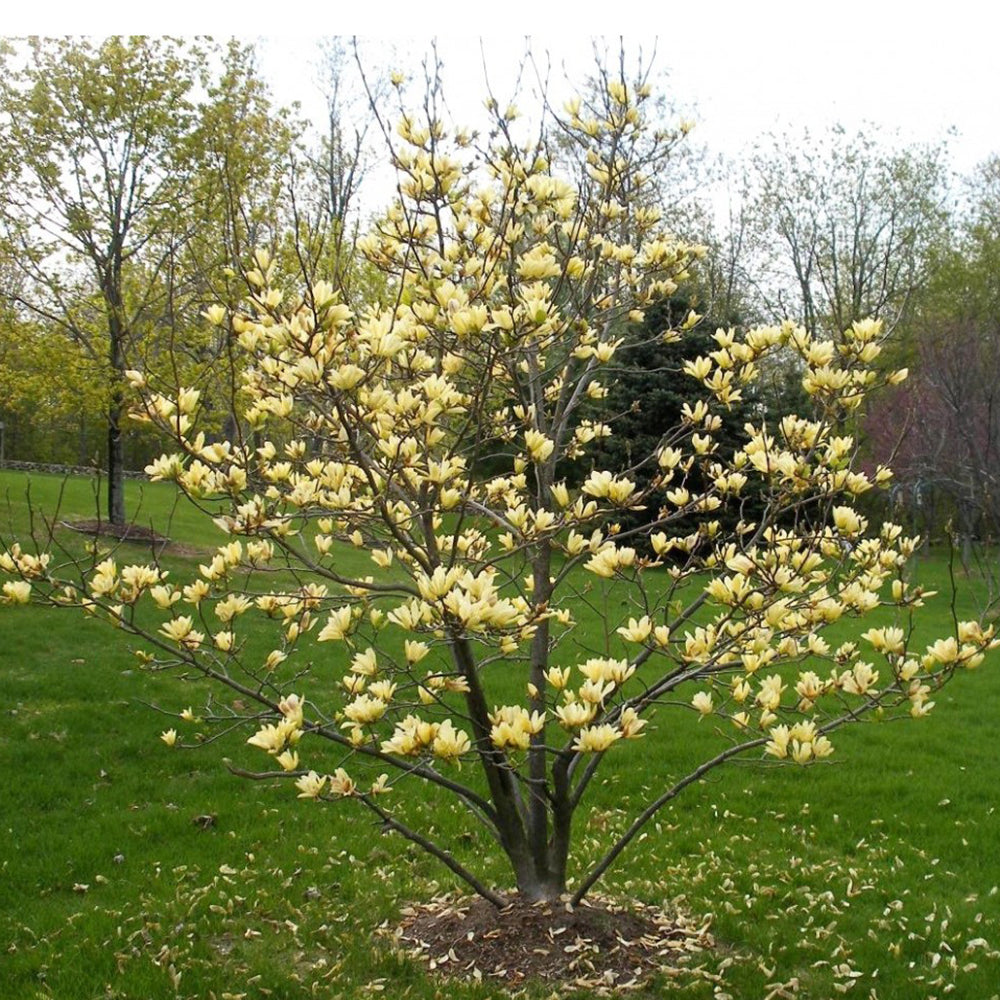 Magnolia Yellow River, 125-150 cm inaltime, in ghiveci de 10L