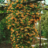Mana Maicii Domnului Mandarin (Lonicera), cu Flori rosu-portocaliu-galben, Cataratoare - VERDENA-75 cm inaltime, livrat in ghiveci de 3 l