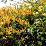 Mana Maicii Domnului Mandarin (Lonicera), cu Flori rosu-portocaliu-galben, Cataratoare - VERDENA-75 cm inaltime, livrat in ghiveci de 3 l