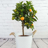 Mandarin pitic Calamondin - VERDENA-60 cm inaltime, livrat in ghiveci de 3 l