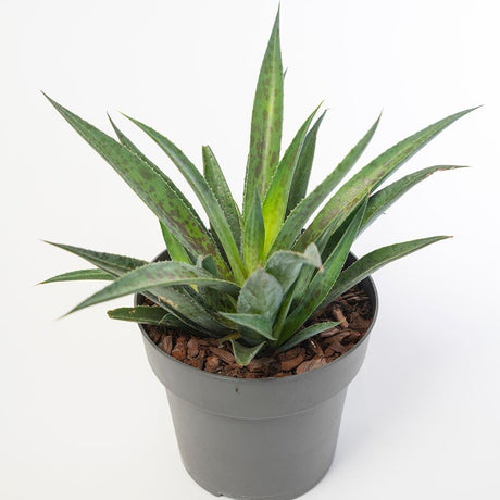 Mangave (Suculenta) Pineapple Expres