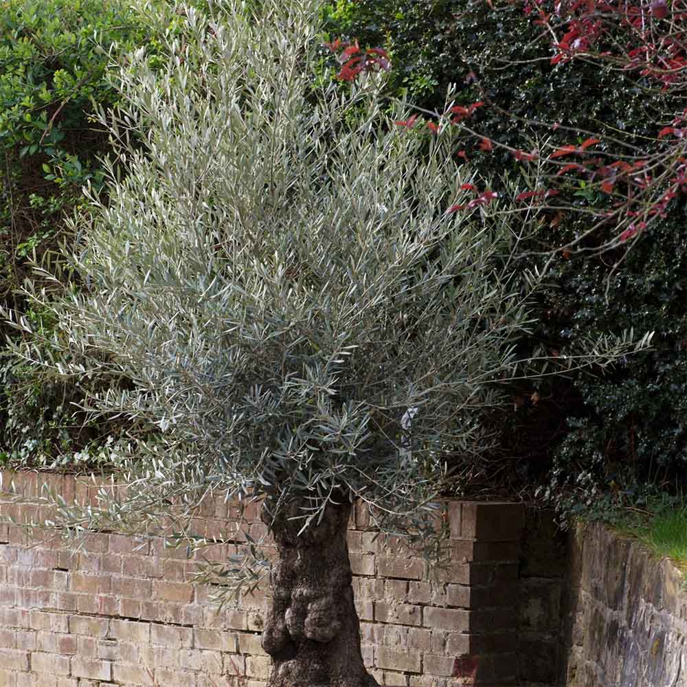 Maslin bonsai Strabatran (100 ani) - 180cm - VERDENA-180 cm inaltime in ghiveci de 160 L