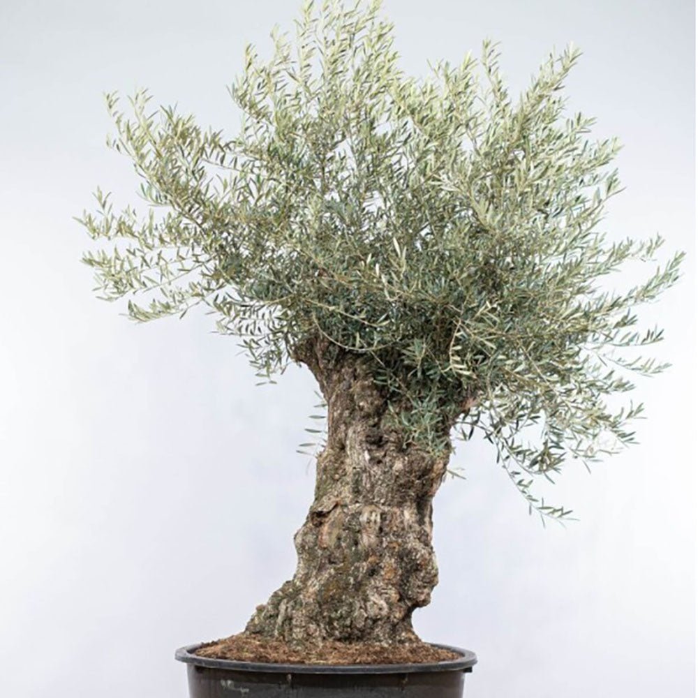 Maslin bonsai Strabatran (120 ani) - 180cm - VERDENA-180 cm inaltime in ghiveci de 160 L