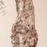Maslin european - 150 cm - VERDENA-150 cm inaltime livrat in ghiveci cu 45 L