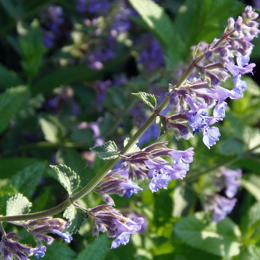 Menta pisicii (Nepeta) Poseidon, livrat in ghiveci de 0.5L