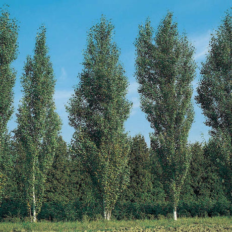 Mesteacan Columnar (Betula Fastigiata) - VERDENA-125/+ cm inaltime livrat in ghiveci de 4 L