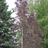 Mesteacan Rosu Royal Frost - VERDENA-100 - 125 cm inaltime in ghiveci de 3 L