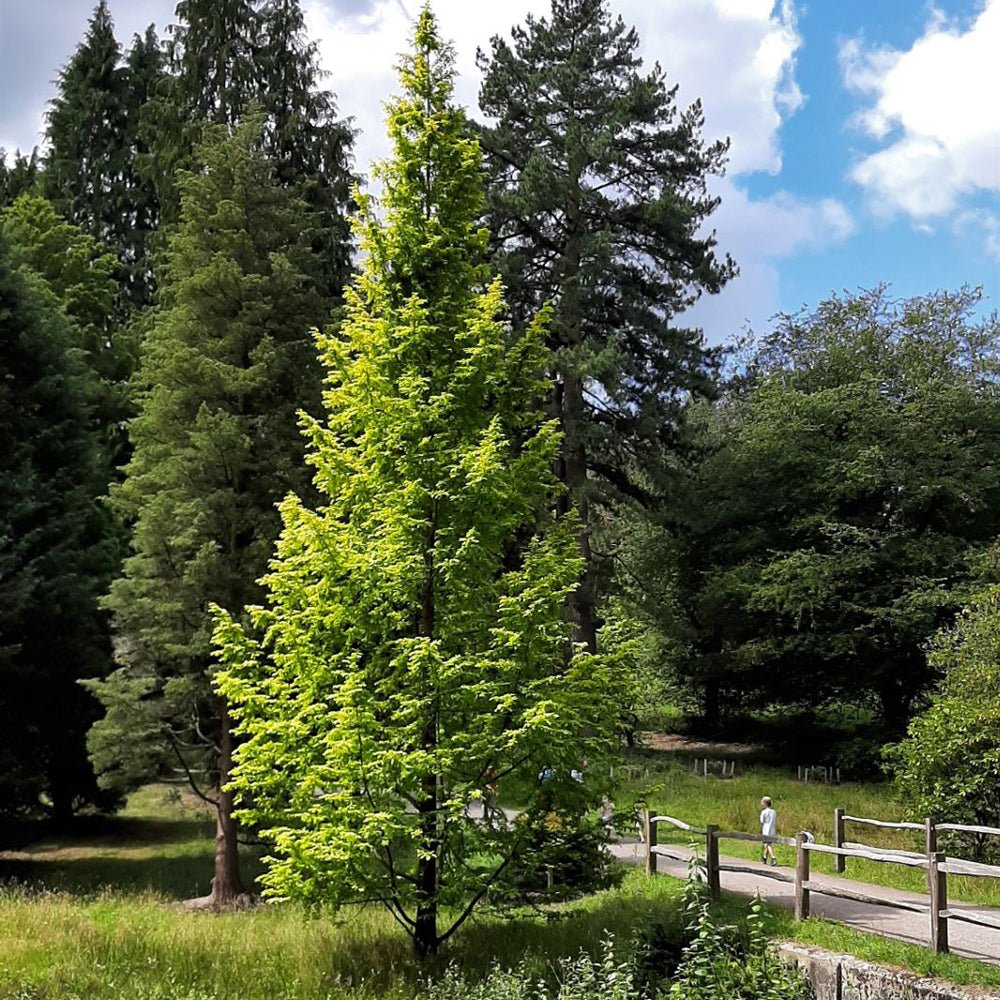 Metasequoia glyptostroboides - VERDENA-60-80 cm la livrare in ghiveci de 5 L