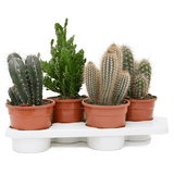 Mix Cactusi, 40 cm la livrare, in ghiveci de Ø  17 cm