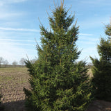 Molid (Picea abies) - VERDENA-100-120 cm inaltime livrat in ghiveci de 25 L