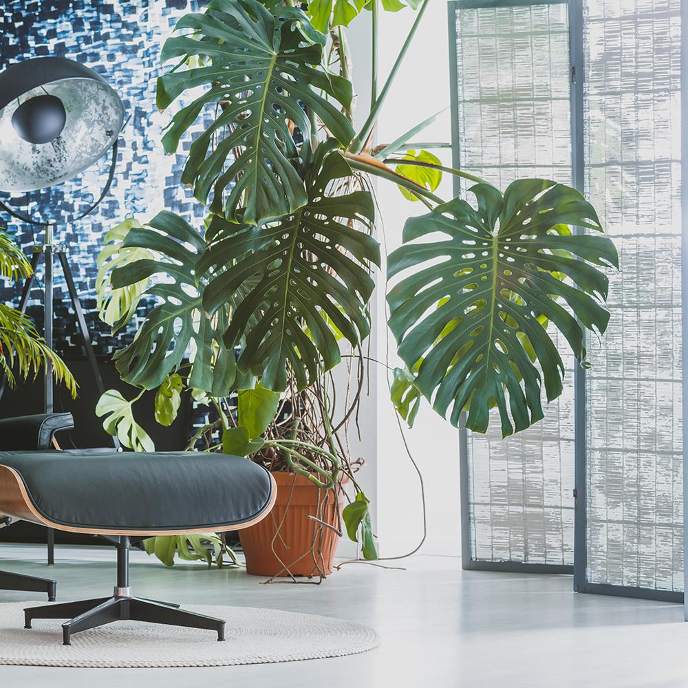 Planta de apartament Monstera Deliciosa - 95 cm | Verdena – VERDENA