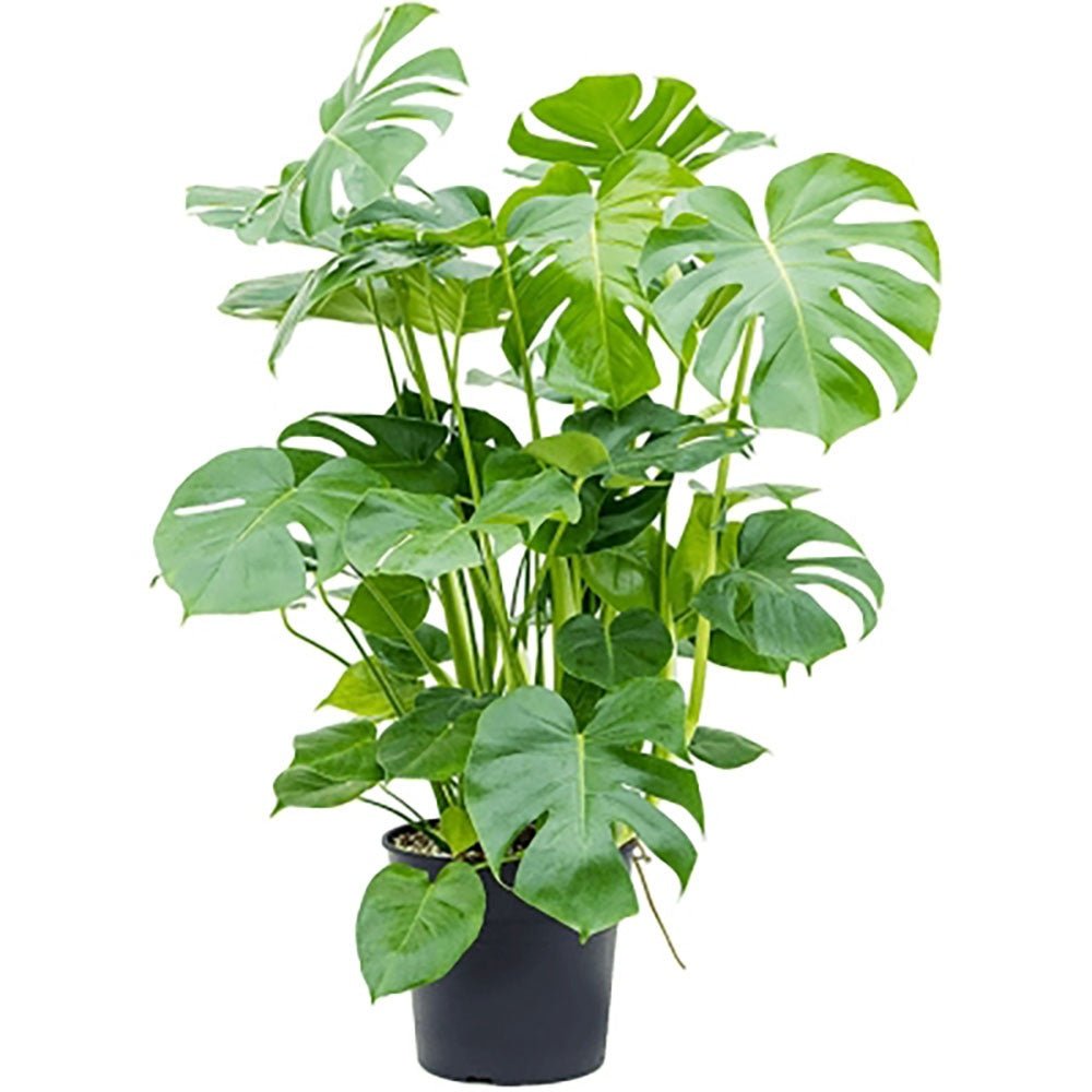 Monstera Deliciosa - 120 cm - VERDENA-120 cm inaltime, livrat in ghiveci de 5 l