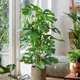 Monstera Deliciosa - 120 cm - VERDENA-120 cm inaltime, livrat in ghiveci de 5 l