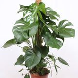 Monstera Deliciosa, 80 cm la livrare, in ghiveci Ø 24 cm