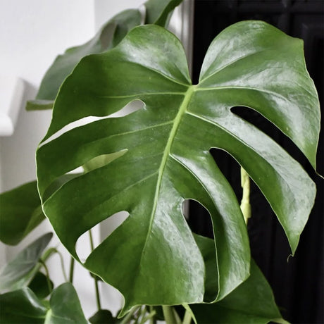 Monstera Deliciosa - 50 cm - VERDENA-50 cm la livrare, in ghiveci Ø14 cm