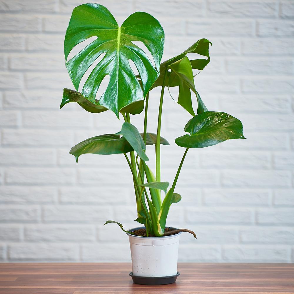 Monstera Deliciosa, 80 cm la livrare, in ghiveci Ø 24 cm