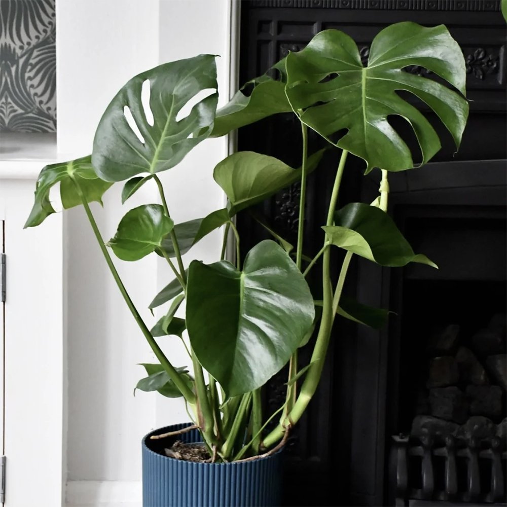 Monstera Deliciosa - 80 cm - VERDENA-80 cm la livrare, in ghiveci Ø24 cm