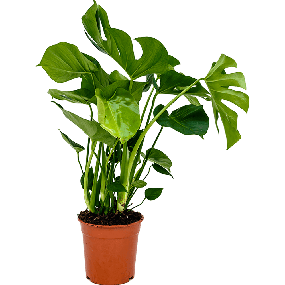 Black Friday - Reduceri Monstera Deliciosa - 85 cm Promotie