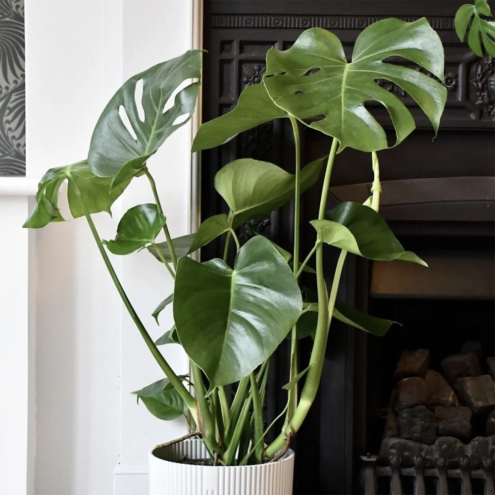 Monstera Deliciosa - 80 cm - VERDENA-80 cm la livrare, in ghiveci Ø24 cm