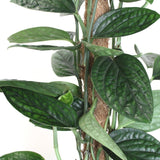 Black Friday - Reduceri Monstera Peru Karstenianum - 30 cm Promotie