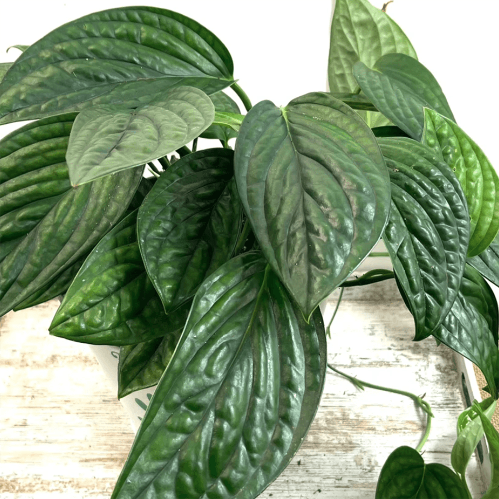 Black Friday - Reduceri Monstera Peru Karstenianum - 30 cm Promotie