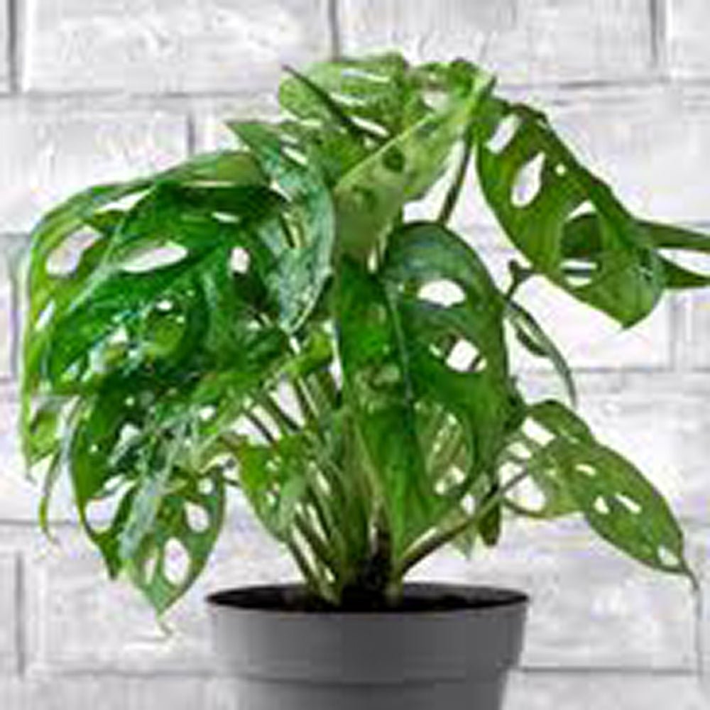 Monstera Obliqua - 40 cm - VERDENA-40 cm inaltime livrat in ghiveci de 3 l