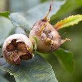 Mosmon (Mespilus germanica), cu fructe dulci-acrisor - VERDENA-60-80 cm inaltime, livrat in ghiveci de 6 l