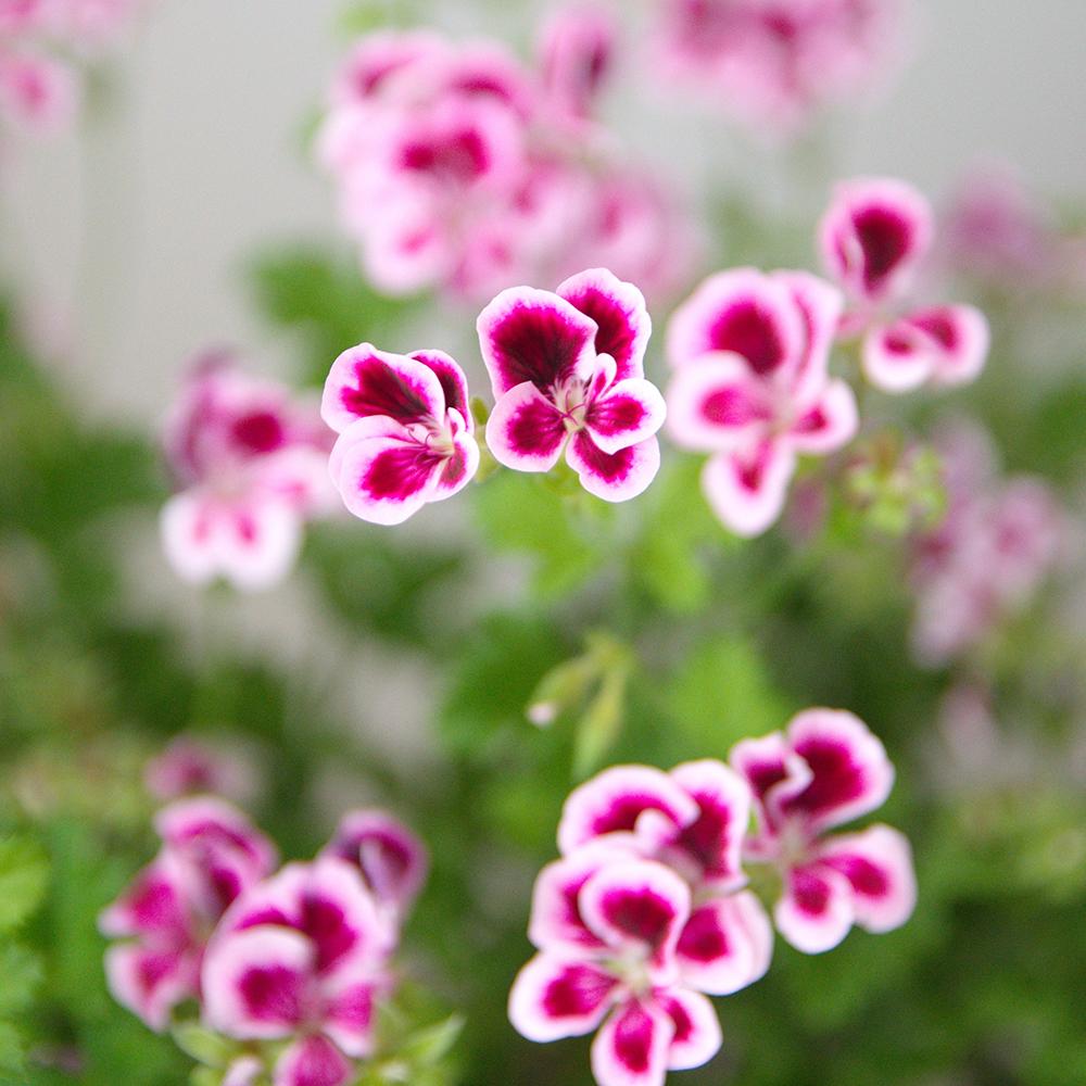 Muscata Angeleyes Bicolor - Alb-Violet