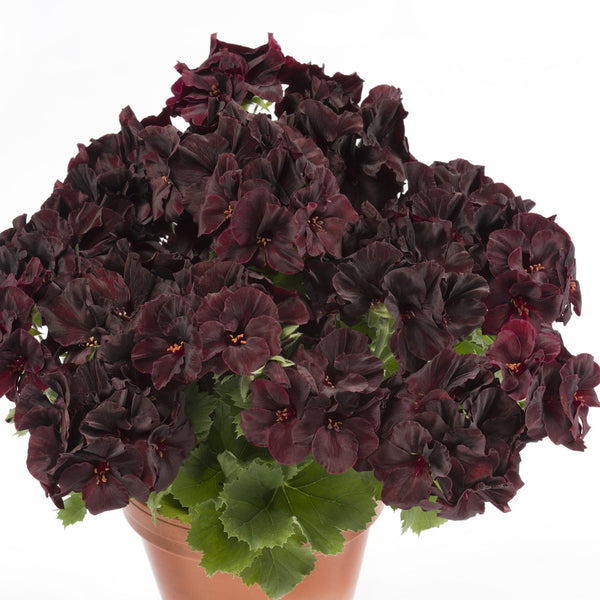 Muscata Aristo Black Velvet - Rosu inchis, ghiveci de 1L si ?12cm