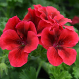 Muscata Candy Flowers Bright Red - VERDENA-10-15 cm inaltime livrate in ghiveci de 1 L