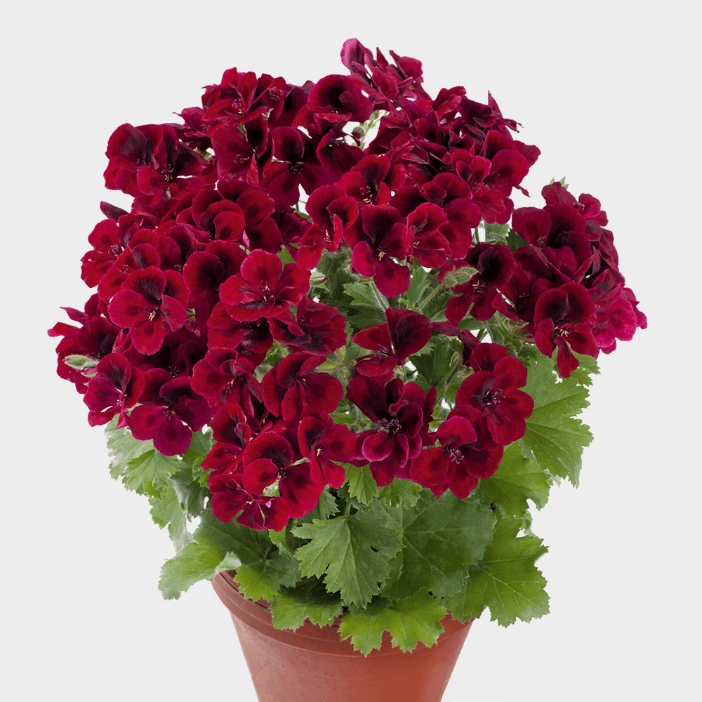 Muscata Candy Flowers Bright Red - VERDENA-10-15 cm inaltime livrate in ghiveci de 1 L