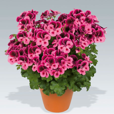 Muscata Candy Flowers Pink Eye - VERDENA-10-15 cm inaltime livrate in ghiveci de 1 L