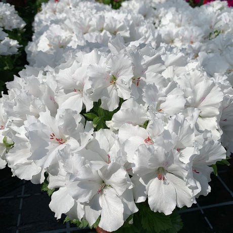 Muscata Candy Flowers White - VERDENA-10-15 cm inaltime livrate in ghiveci de 1 L