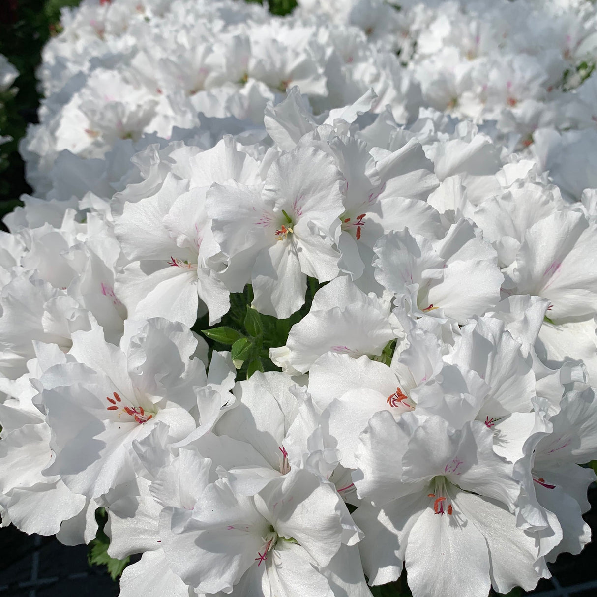 Muscata Candy Flowers White - VERDENA-10-15 cm inaltime livrate in ghiveci de 1 L