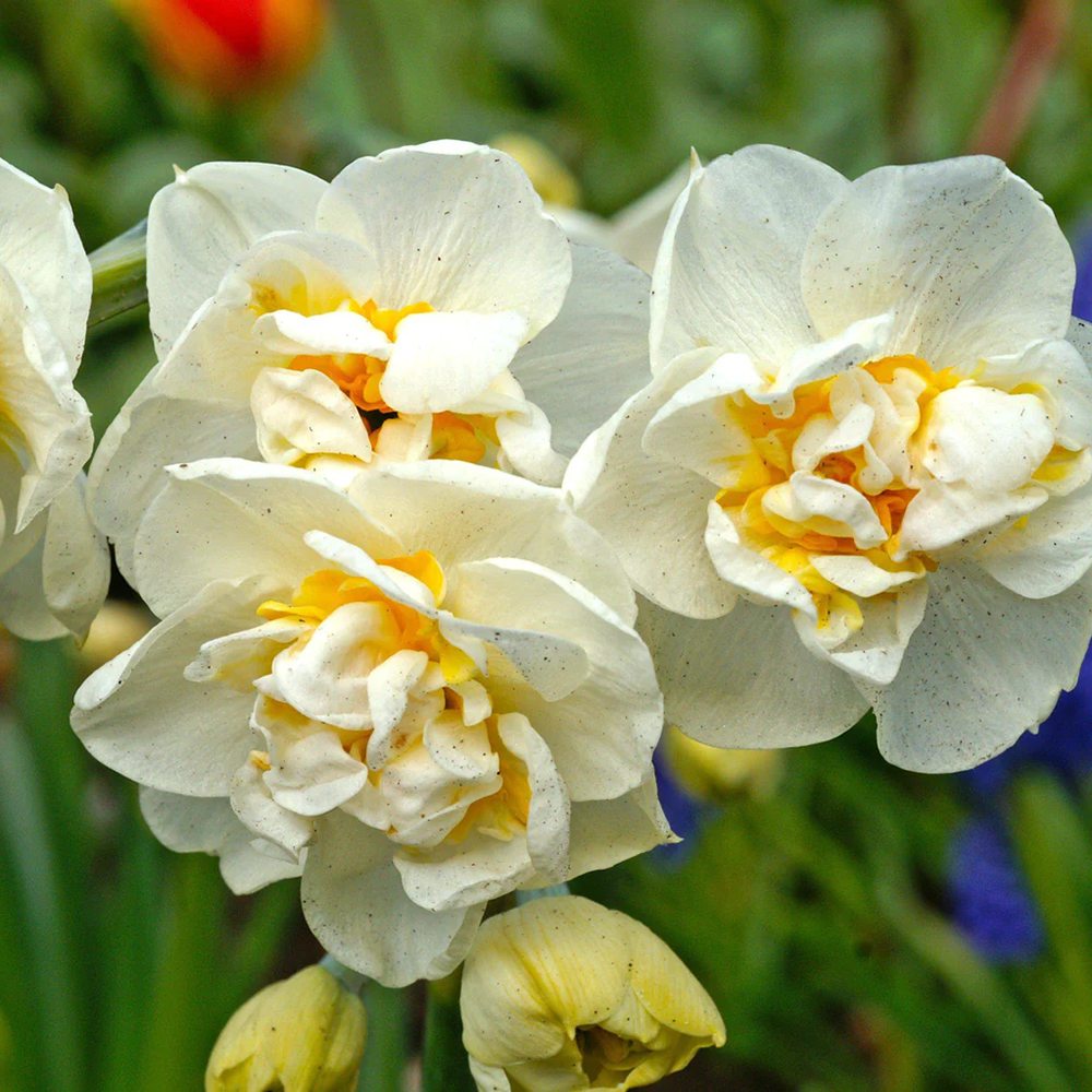 Narcisa Alba Bridal Crown - 3 bulbi per ghiveci - VERDENA-15 cm inaltime, livrat in ghiveci de 0.7 l