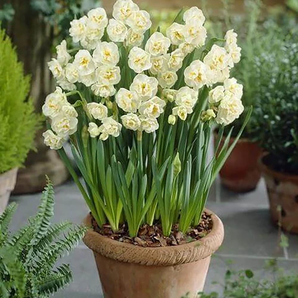Narcisa Alba Bridal Crown - 3 bulbi per ghiveci - VERDENA-15 cm inaltime, livrat in ghiveci de 0.7 l
