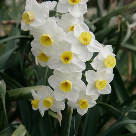 Bulbi Narcise Avalanche (5 bucati/pachet), 13-15 cm la livrare