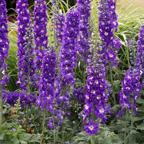 Nemtisor (Delphinium) Aurora Deep Purple - Planta Perena cu Flori Purpuriu Inchis