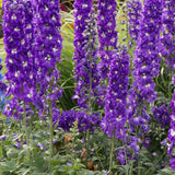 Nemtisor (Delphinium) Aurora Deep Purple - Planta Perena cu Flori Purpuriu Inchis