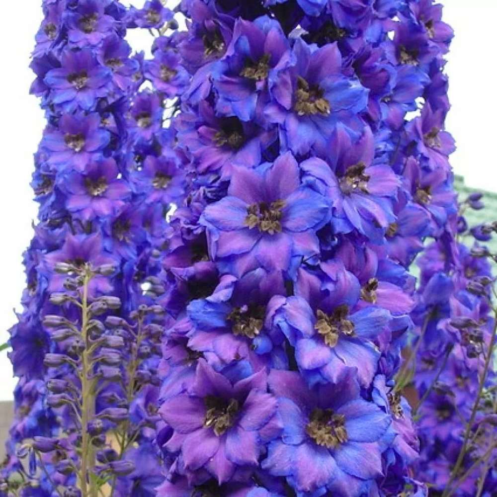 Nemtisor (Delphinium) Black Knight - Planta Perena cu Flori Albastre Inchis"